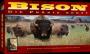 Bison: Die Prrie bebt!